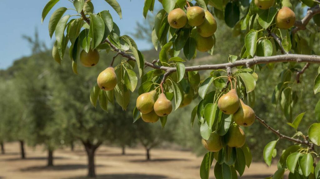 cultivo y cuidados del peral de San Juan