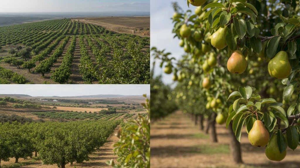 Expansion y cultivo en otras regiones de España de la pera de san juan
